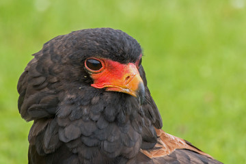Portrait of a Bateleur Eagle
