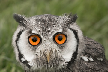 Portrait of a white faced scops owl