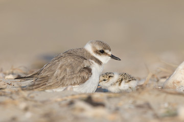 Reach out to mom, kentish plover