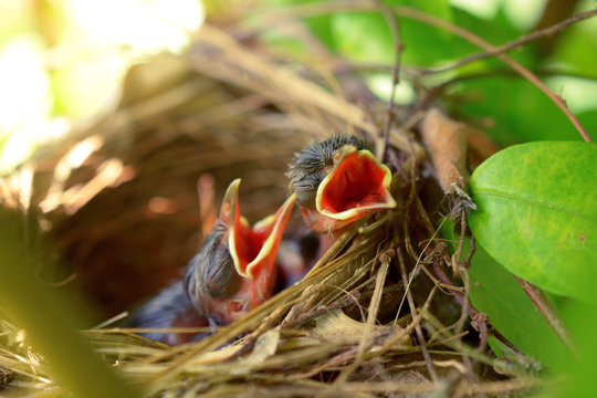 Newborn Hungry Baby Birds Waiting For Food In Nest.