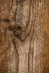 Background texture of tree bark.