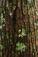 Obraz premium Moss on the oak bark.