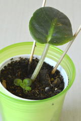 African violet seedling