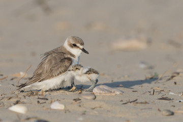 Reach out to mom, kentish plover