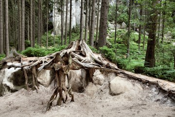 National Park of Adrspach-Teplice rocks. Rock Town. Czech Republic