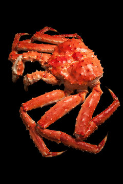 Red king crab isolated on black background