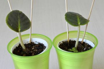 African violet seedling