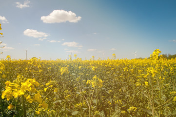 Wind turbine in rape field