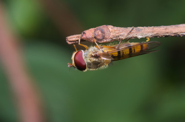Fly placed on the bark of a tree
