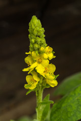 Yellow Verbascum