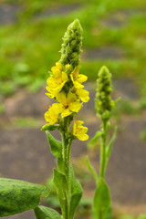Yellow Verbascum
