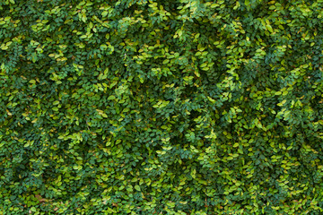 Fototapeta na wymiar Green wall of leaves.