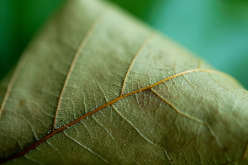 Herbst. Einsamkeit. Laub