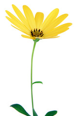 Fototapeta premium yellow daisy isolated on white