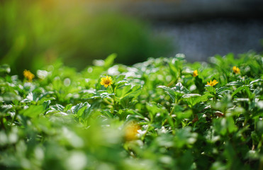 close up Singapore dailsy flower at garden,selective focus,filtered image,light effect added