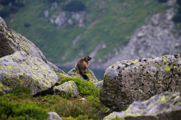 Świstak Tatry © marcinbawiec