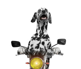 happy dog rides on a motorcycle - 116735670