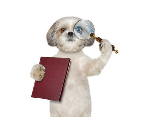 Dog looking through magnifying glass magnifier and going to read