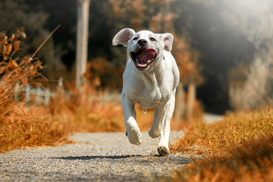 Labrador Welpe rennt bei Sonnenschein auf einem Weg in voller Geschwindigkeit mit heraush&auml;ngender Zunge
