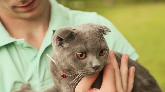 Guy holds a gray British cat.