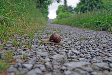 Eine Weinbergschnecke kriecht über einen Schotterweg