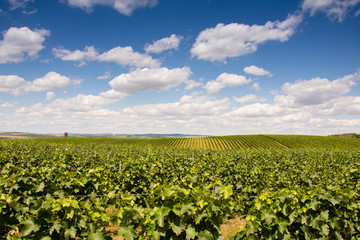 Fototapeta na wymiar Beautiful vineyard in Morava.