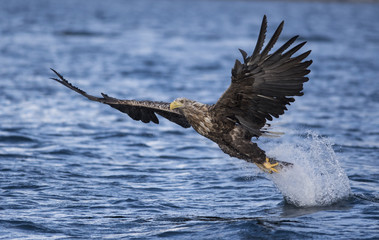 White tailed eagle catching fish