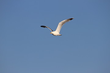 Fototapeta premium Gaviota en vuelo sobre cielo azul