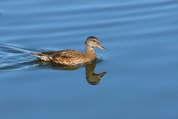 Hembra de anade real, Anas platyrhynchos