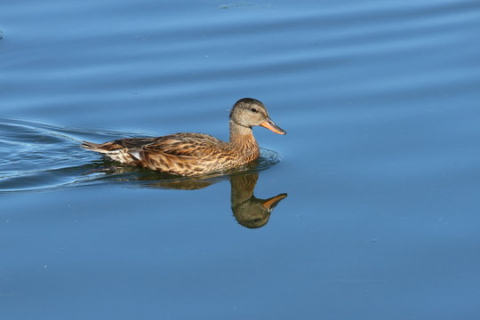 Hembra de anade real, Anas platyrhynchos