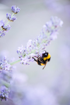 Fototapeta bumblebee on lavender bloom