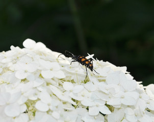 yellow and black beetle on a white flower