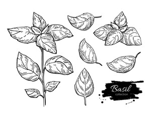 Basil vector drawing set. Isolated plant with leaves. - 116737859