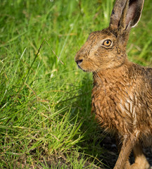 Brown Hare (Lepus europaeus)