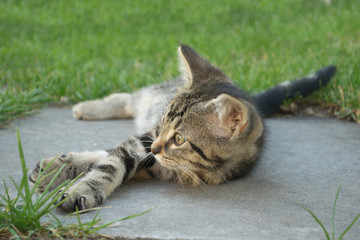 kitten,tabby cat,young mammal,