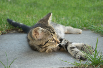 kitten,tabby cat,young mammal,