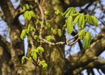 kastanienbaum mit frischen Blättern im Frühling