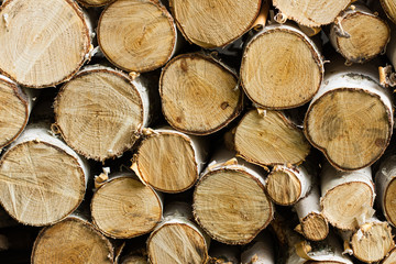 Heap Of Birch Logs. View at saw cut. Close Up.