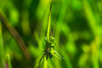 Naklejka premium Grasshopper on leaf