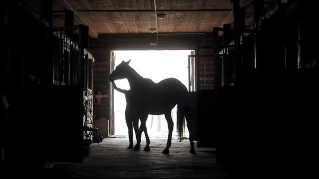 Girl takes care of the horse in the stable