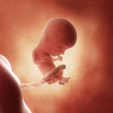 3d rendered medically accurate illustration of a fetus in week 13