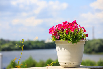 Red flowers grow in flowerpot on the background of the river.