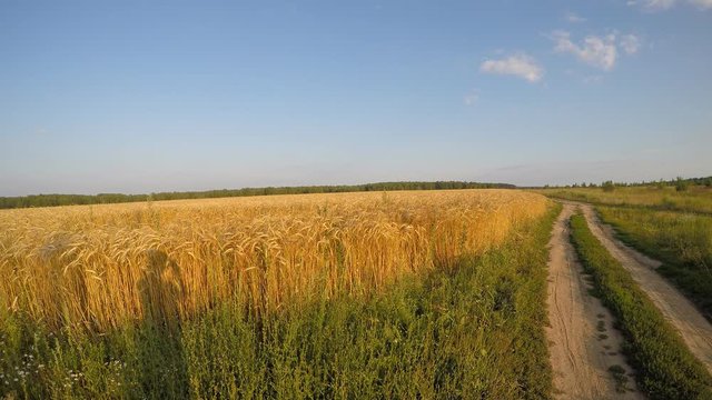 Field with wheat, grass and ground road