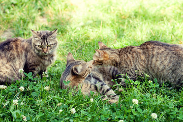Three kittens on the grass
