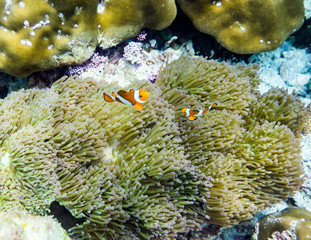 Clownfish hiding in coral reef