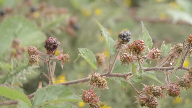 Slider shot of a bramble bush with ripening blackberries.