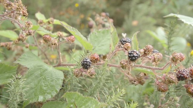 Slider shot of a bramble bush with ripening blackberries.