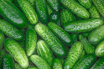 Cucumbers are in the water. Cucumbers for processing. Horizontal food background
