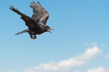 Large Common Raven in blue sky