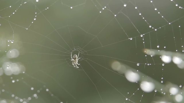 A woodland spider in the middle of it's web with water droplets caught blowing in the wind. Shot In Slow Motion
